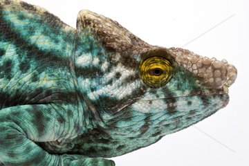 Parson's giant chameleon from Madagascar in studio