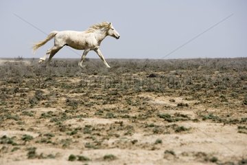 Cheval domestique en liberté dans la steppe Kazakhstan