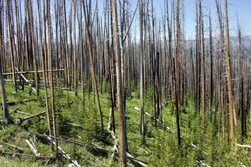 Burned down forest of Yellowstone NP USA