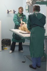 Vétérinaire radiographiant un fémur de chien France