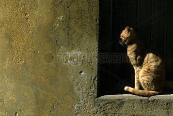 Cat sitting on a windowsill in front of a wall India