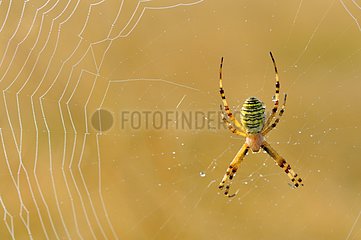 Wasp Spider at steal on its cobweb Touraine France