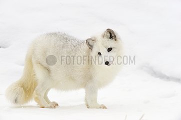 Arktischer Fuchs im Schnee