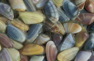 Collect shell Florida the USA