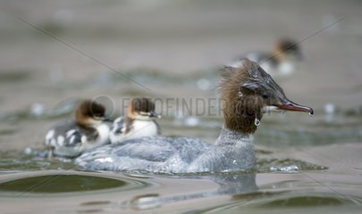 Goosander swimming with its chicks Munchen Germany