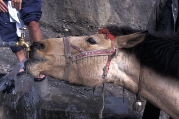 Pferd trinkt den Hahn Bhutan