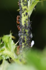 Ants farm aphids France
