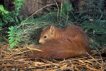 Eurasischer Red Eichhörnchen schützt sich vor der Kälte