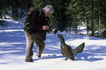 Photographer attacked by a Western capercaillie France