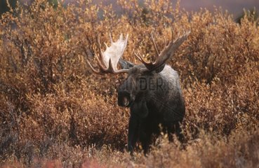 Bull Moose Denali National Park Alaska USA