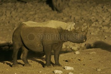 Rhinoceros noir sortant de l'eau pendant la nuit