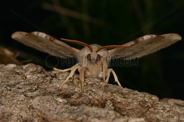 Aspen Hawk-moth Midi-Pyrénées France