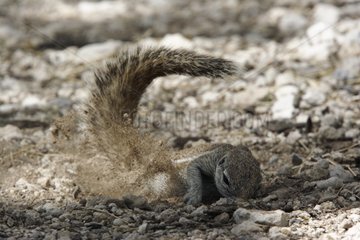 South african Ground squirrel digging into the ground Etosha