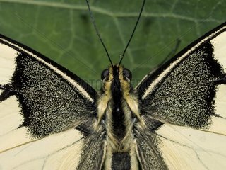 POrtrait of an Old World swallowtail Doubs France