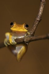 Lesser Treefrog on a branch in South America