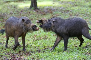Bearded Pig fighting - Bako Borneo Malaysia