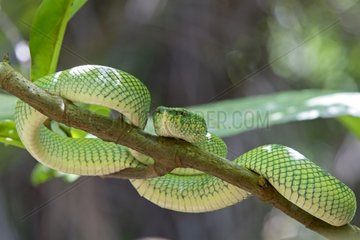 Wagler 's Pit Viper on a branch - Borneo Malaysia Bako
