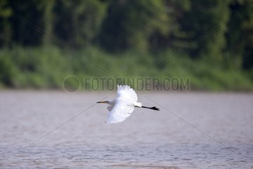 Intermediate egret in flight over water - Malaysia