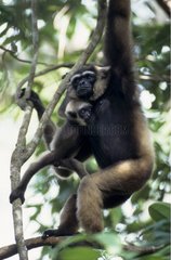 Gibbon de Mueller adulte avec son jeune Kalimantan Indonésie