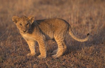 Lionceau Masaï Mara Kenya