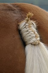 Braided tail of a 'Comtois' Horse Maiche Doubs
