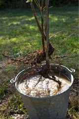 Root coating of roots of a fruit tree before plantation
