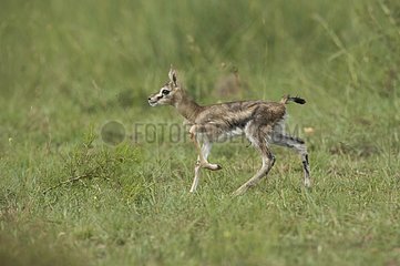 Thomson' Gazelle new-born Masai Mara Kenya