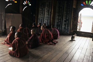 Cat sitting near a group of monks Burma