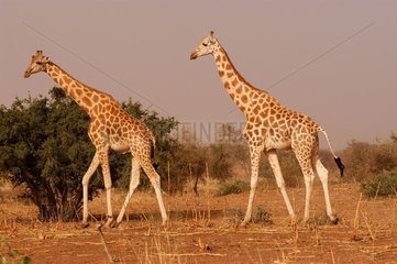 Girafes de l'Ouest Niger