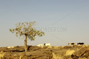 Zebus Dogon Country Mali