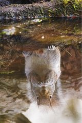 Reflection of a Grey squirrel feeding England