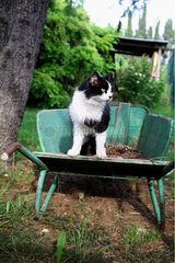 Katze sitzt in einer Schubkarre