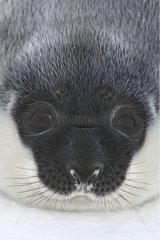 Portrait of Hooded Seal -4 days old pup Madeleine Islands