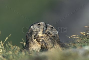 Two young Marmots raised face-to-face Vanoise France