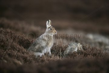 Mountain hare sitting Scotland