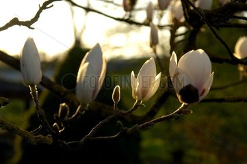 Magnolia en bouton au printemps