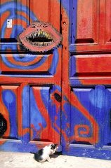 Andalousie  Séville  petit chat devant une porte colorée