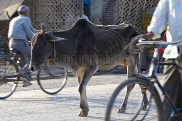 Sacred Cow walking in the middle of traffic India