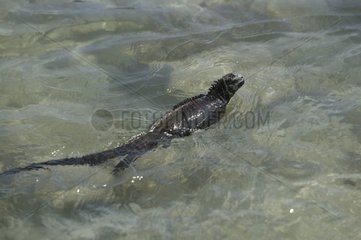 Iguane Marin Schwimmen Iles Galapagos Ecuador