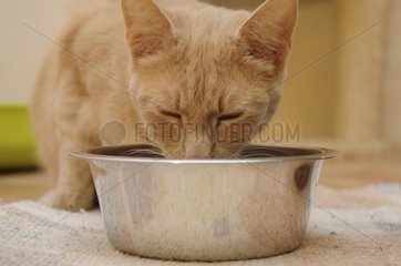 Male European cat eating in a mess tin France