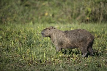 Capybara in grass Brazil