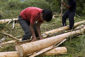 Debarking a tree before cutting into boards Ecuador