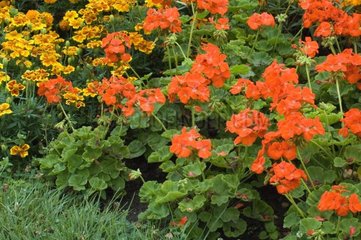 Pélargonium 'Orange Appeal' en fleur dans un jardin en été