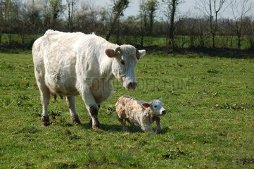 Charolais cow and her newborn calf in the meadow