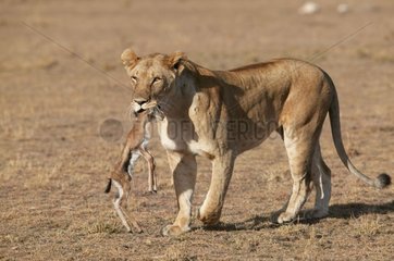 Lioness having captured a young gazelle Masaï Mara Kenya