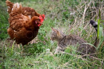 Schwanz Henne beobachtet eine Katze in einem Garten