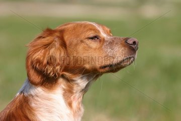 Portrait of a Brittany spaniel