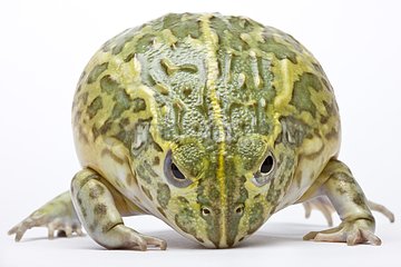 African Bullfrog in defense position in studio