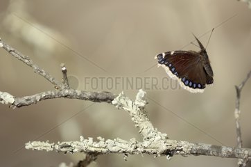 Camberwell Beauty in flight near a forest France