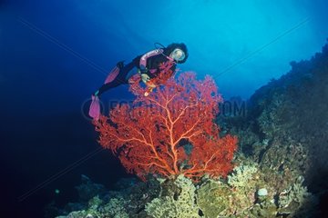 Diver and Sea Fan New Caledonia